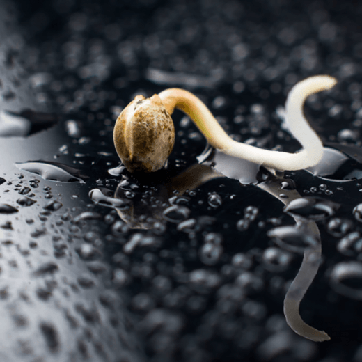 Семена маркет